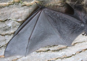 bat at dr. ts 083 wing crop